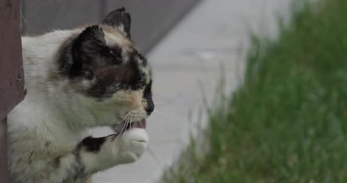 Süße Katze leckt ihre Pfote und wäscht sich das Gesicht. Handaufnahme.