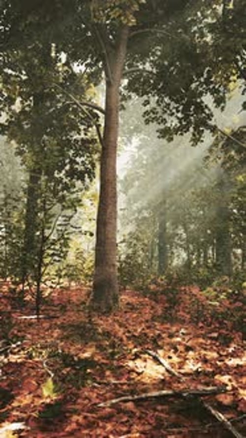Beautiful Morning in the Forest