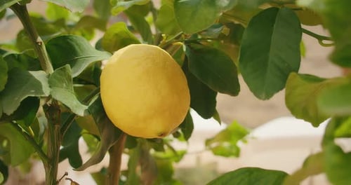Bright Yellow Lemon Growing Among Lush Green Leaves in Italian Street