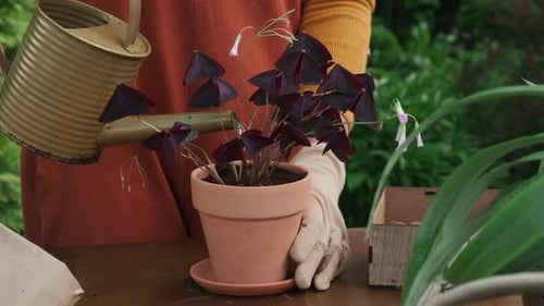 Gardener Hands Watering Potted False Shamrock Plant Outdoors