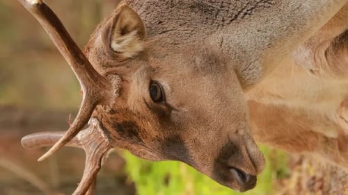 Fallow Deer Or Dama Dama