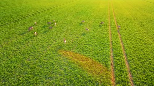 Roe Deers Capreolus Capreolus Does Feeding and Looking Around at Green Wheat Field During Sunset
