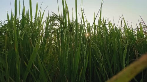 Rice paddy swaying in the wind and sun is peaking through leaves