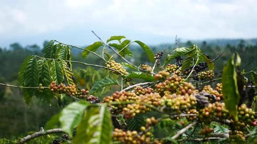 Coffee Plant Rich with Coffee Beans on the Branch
