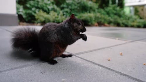 Süßes Eichhörnchen, das Nüsse auf dem Boden im Hinterhof isst