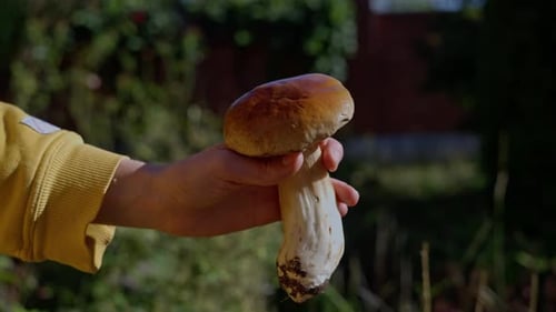 Picking Season Porcini Mushrooms Close Up of Woman Holding Beautiful Mushroom
