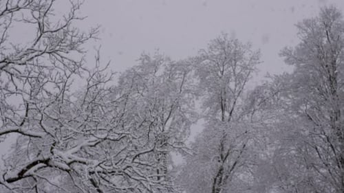 Snow Falling Gently on Snow-Covered Trees