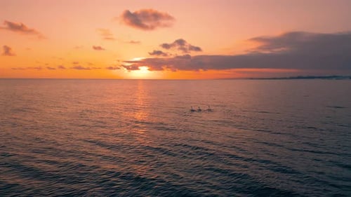 Floating swans during sunset
