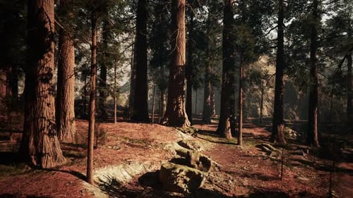 Majestic Sequoia Trees Towering in a Sunlit Forest Setting During Autumn