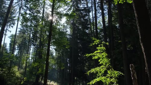 The Sun is Shining Through the Trees in the Forest