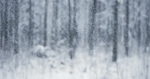 Gentle Snowfall in Winter Forest Landscape