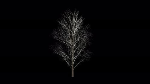Realistic Bare Tree on Black Background