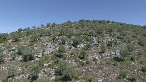 Drohnenflug über Olivenbaumkronen, die in den europäischen Bergen wachsen