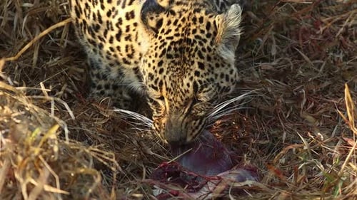 A close-up of a female leopard's face while eating, Greater Kruger.