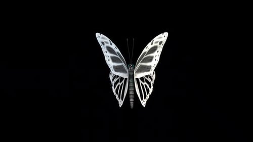 White Butterfly Flying Seamless Loop Alpha Channel