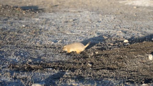 Prairie Dog Digging then Eating