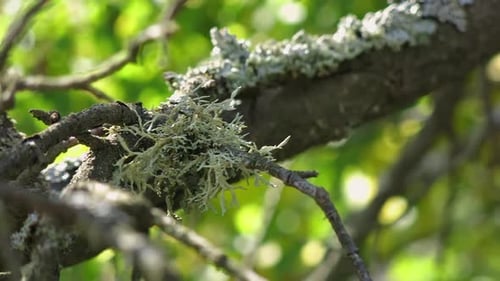 A close-up of a tree branch covered with delicate, pale green lichen in a sunlit forest.