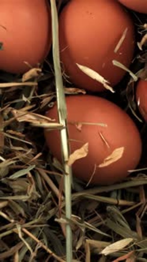 Chicken Eggs Fall Into the Hay Filmed on a Highspeed Camera at 1000 Fps