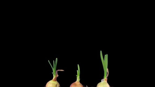 Time lapse of growing onions