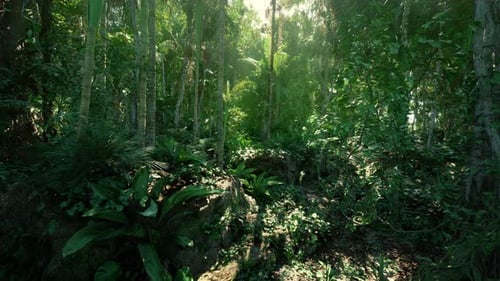 Lush Tropical Jungle Fly Through with Sun Rays