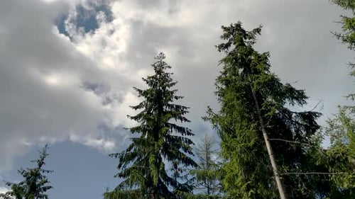 cinematic video from car of coniferous forest, mountain view, meadow and field,