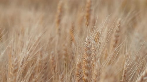 Wheat Field Ears of Wheat Swaying From the Gentle Wind