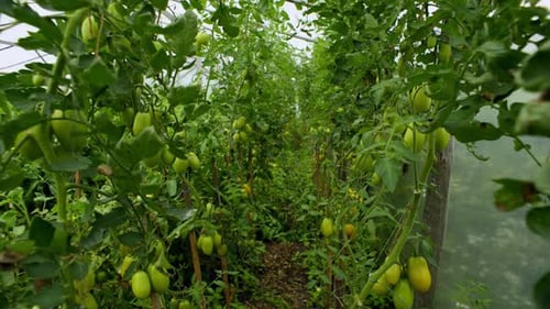 A Small Path Between High Branches with Lots of Green Tomatoes
