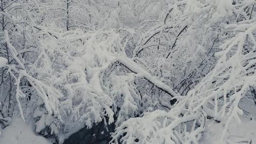 Snowy Trees and Stream in Winter Wonderland