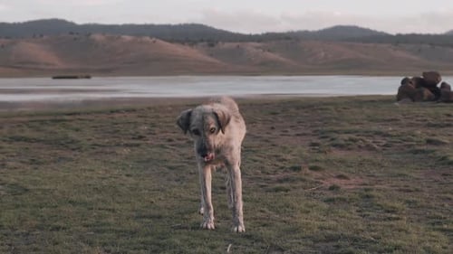 Unique Looking Dog Standing near Lake in Field