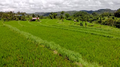 Aerial drone fly over rice field in Bali, Indonesia.