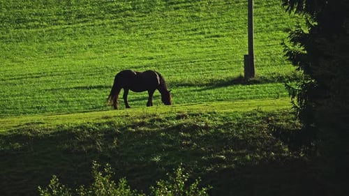 A Still Shot Of A Fertile Horse Grazing In The Green Fields And peacefully Moving about