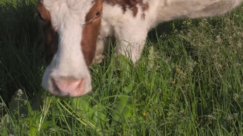 Cow Grazing in the Pasture