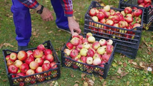 Fresh picked apple harvesting on farm. Red ripe apples harvesting in the field.