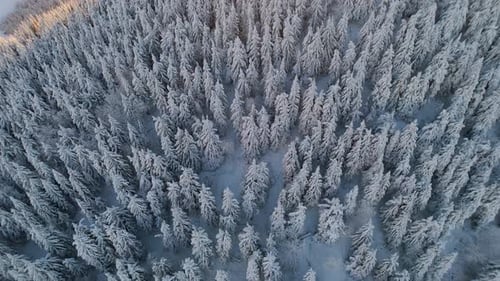Aerial View of a Frozen Forest with Snow Covered Trees at Winter Flight Above Winter Forest in Alps