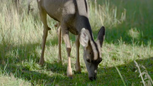 Mule Deer Grazing Up Close on tall grass