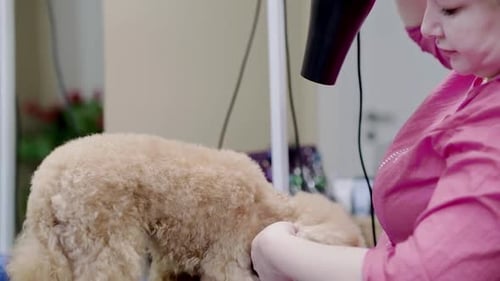 Dog Groomer Drying Poodle in Bright Salon