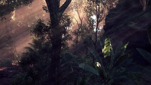 Sunlight Filtering Through Trees in a Lush Forest During the Early Morning