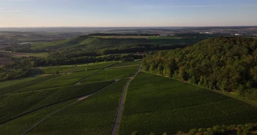 Aerial shot of a vineyard stretching across a hill during sunset
