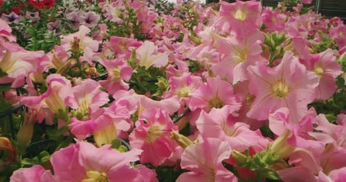 Blooming Pink Petunias in a Lush Field