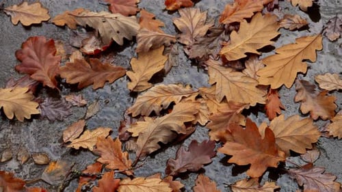 Fallen oak tree leaves on a rainy woodland floor. Autumn scene.