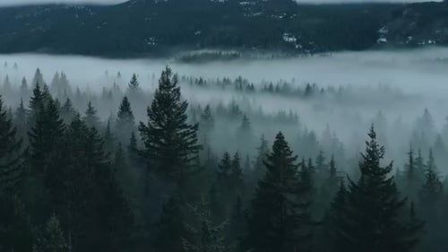 Green Trees in Forest with Fog and Mountains Canadian Nature Squamish BC Canada