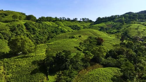 Drone Flying Through Tea Plantations 1