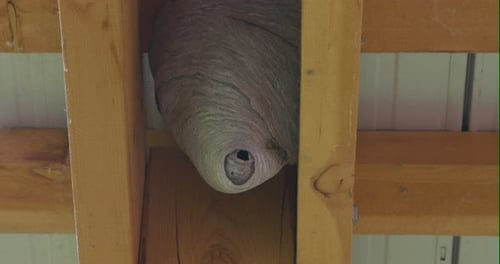 A large wasp nest in the rafters of a patio.