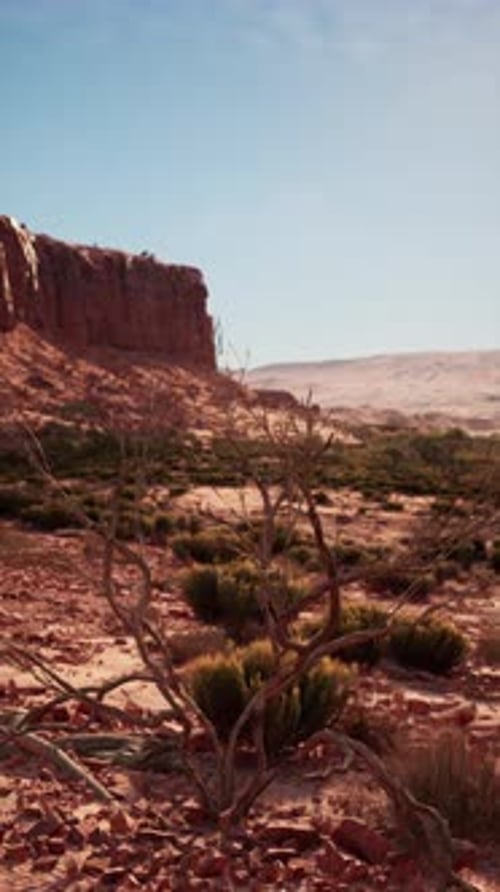 Small Tree in Nevada Desert