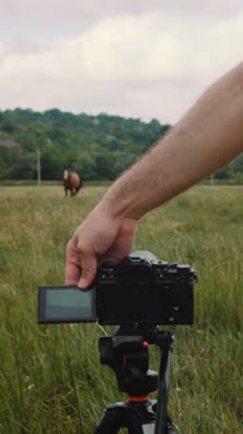 Video recording of the horses grazing in the field