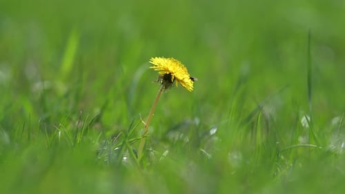 A yellow dandelion flower stands tall amidst green grass, with a small fly perched on its petals. Th