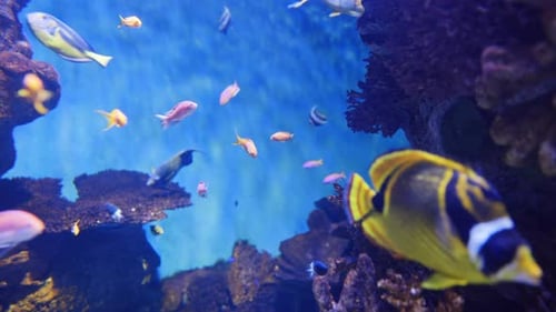 Tropical Fish in Aquarium