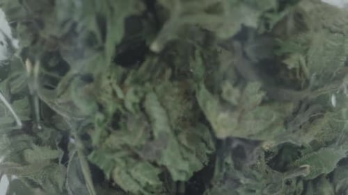 Close Up of Cannabis Buds in Clear Jar