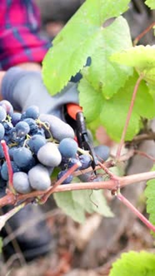 Farmer workers collect grapes for wine production. Vertical video