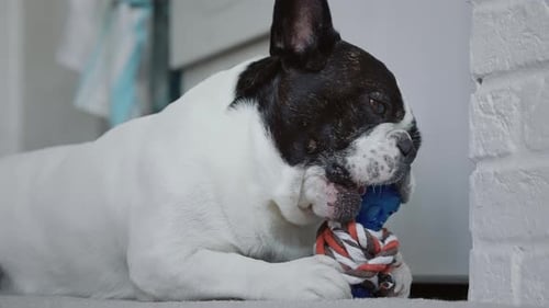 French Bulldog Lying Down Chewing a Toy